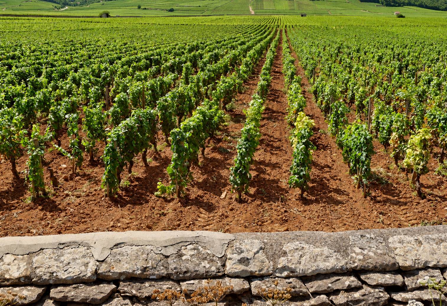 Des rangées de vignes vertes poussent sur une terre rouge, derrière un muret en pierres sèches, avec des collines viticoles à l'horizon.